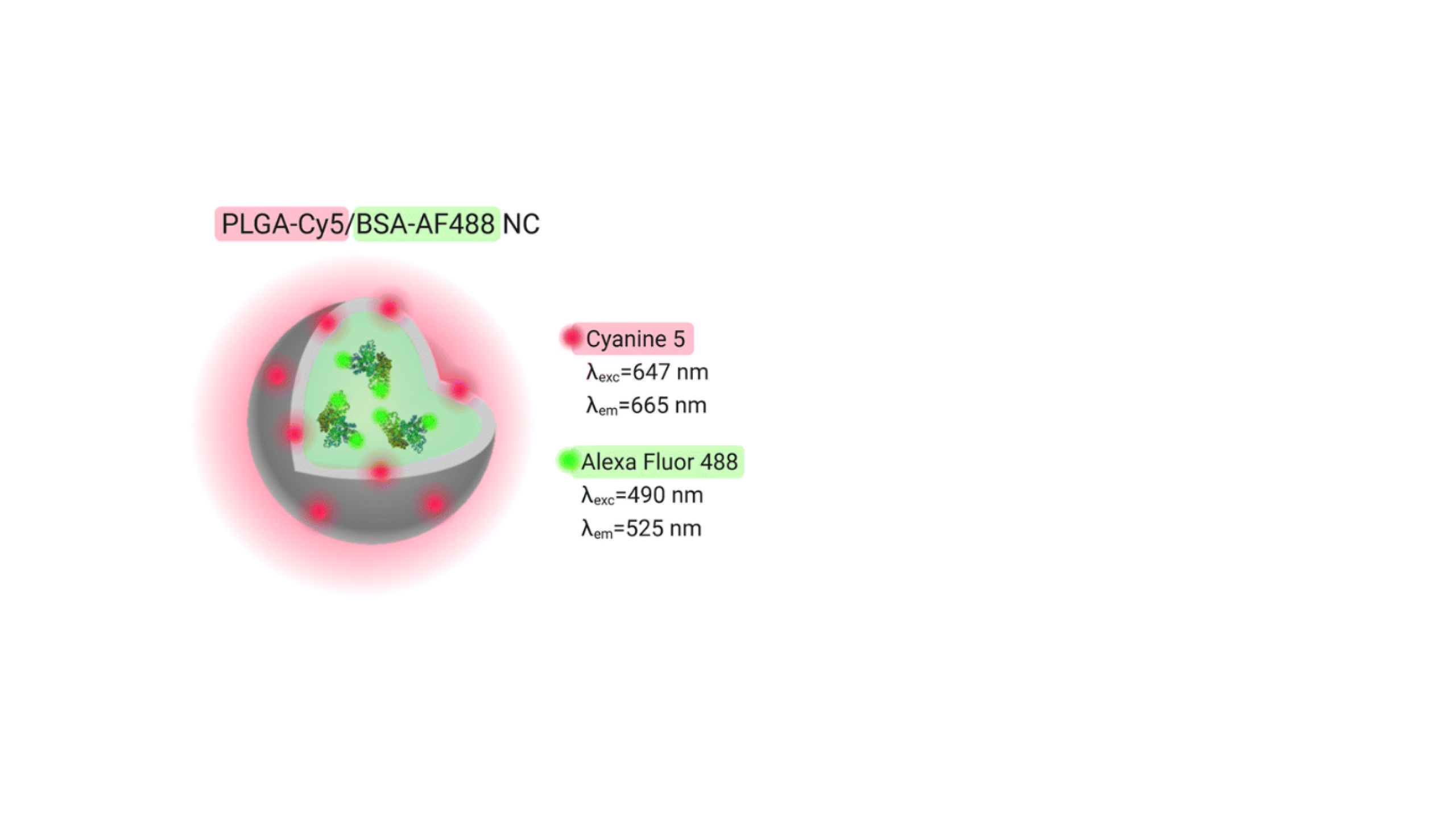 New article: A new way to observe the release of proteins encapsulated in nanoparticles