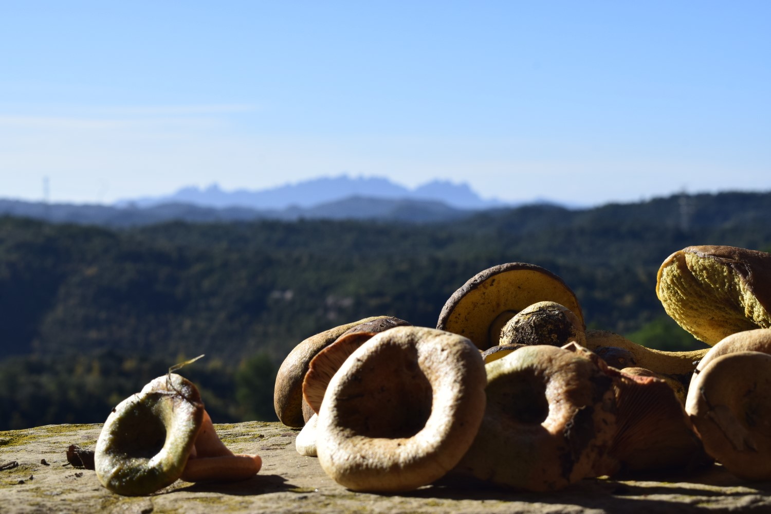 Montserrat and mushrooms