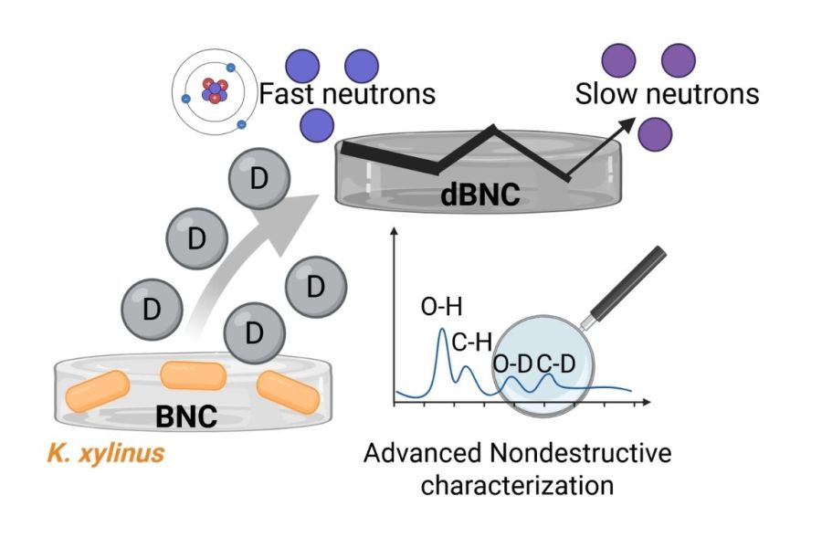 New article: deuterium‑enriched cellulose for biocompatible neutron‑based technologies