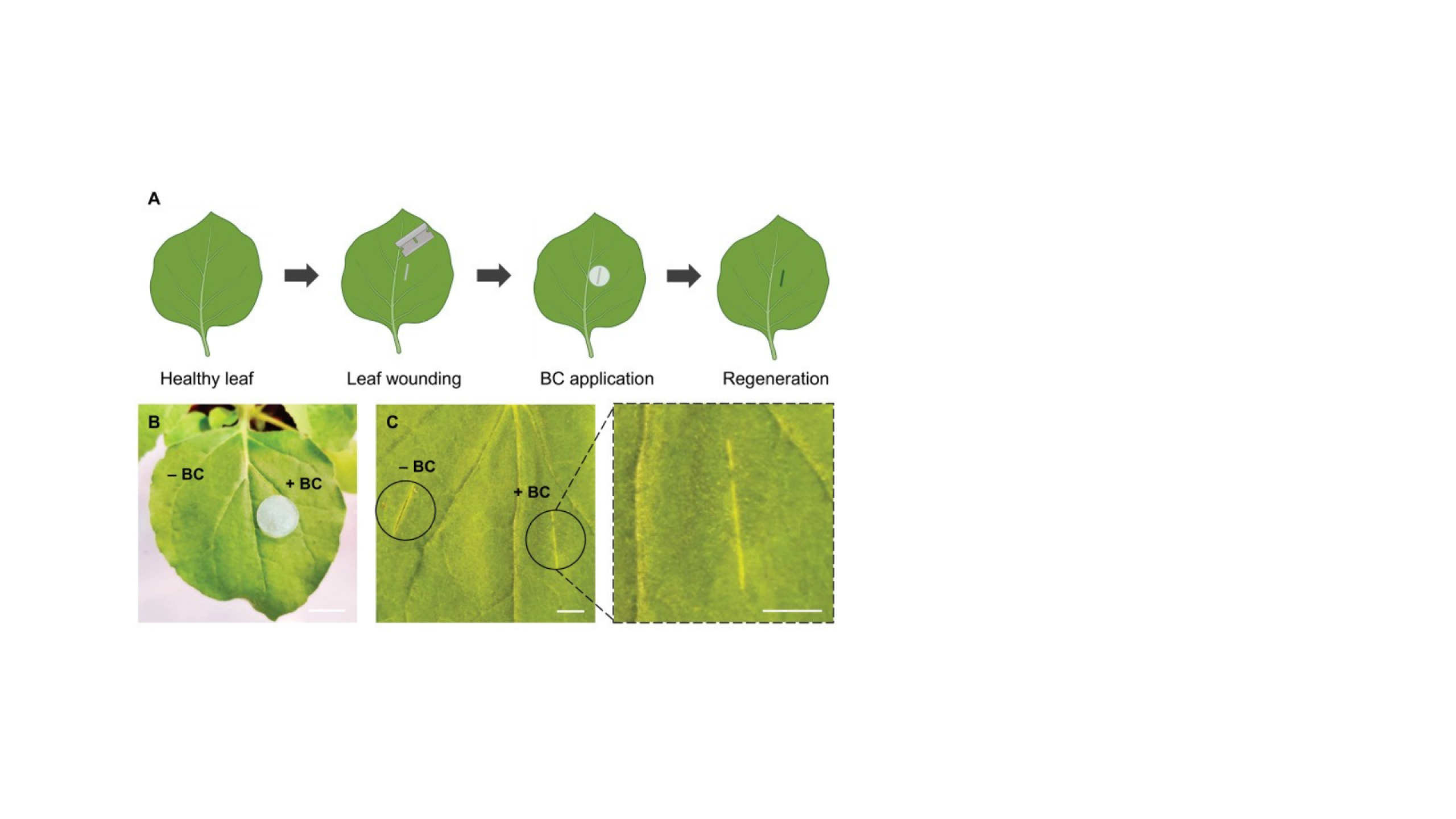 BC promotes plant tissue regeneration