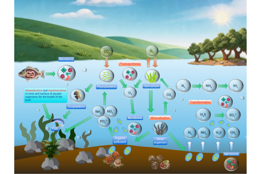 New review on microbiomes on human health