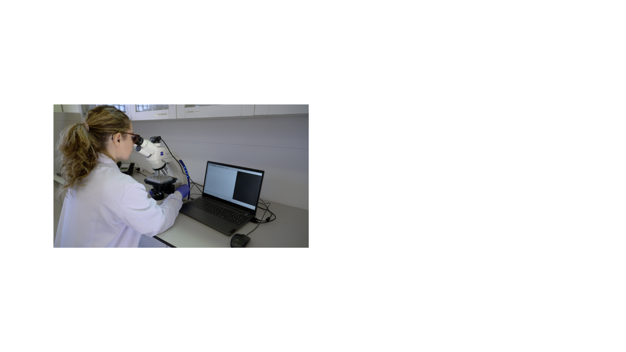 Video: Assessing Gastrointestinal Motility in C. elegans to Study Parkinson's Disease