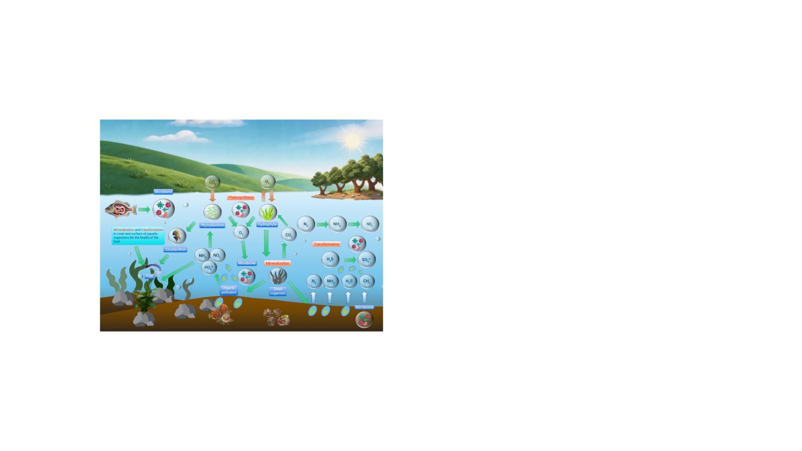 New review on microbiomes on human health