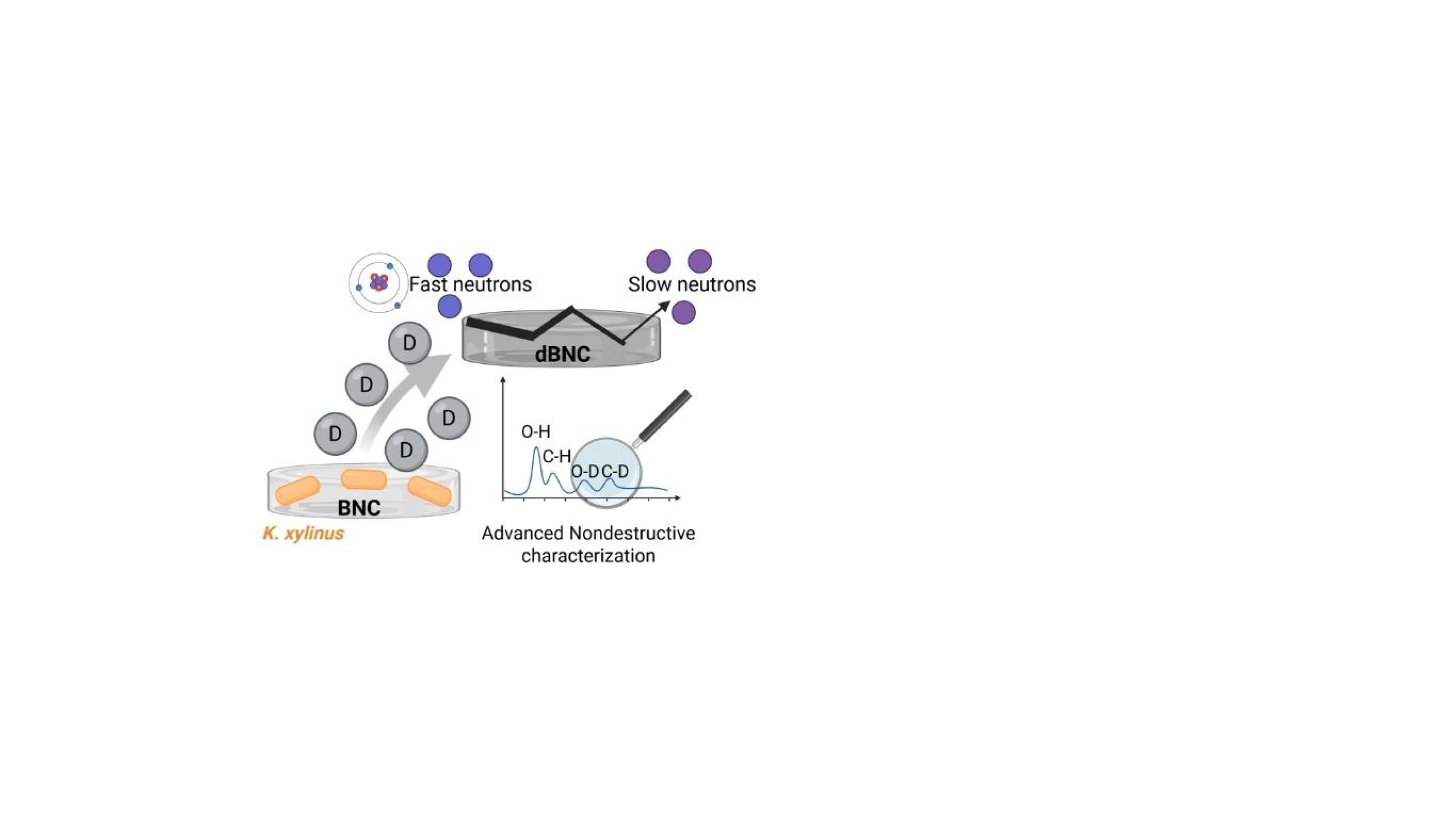 New article: deuterium‑enriched cellulose for biocompatible neutron‑based technologies